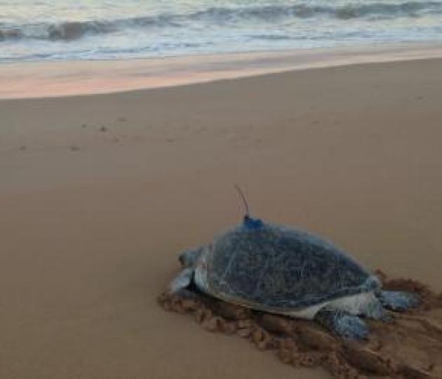 Marine animals explore the ocean in similar ways