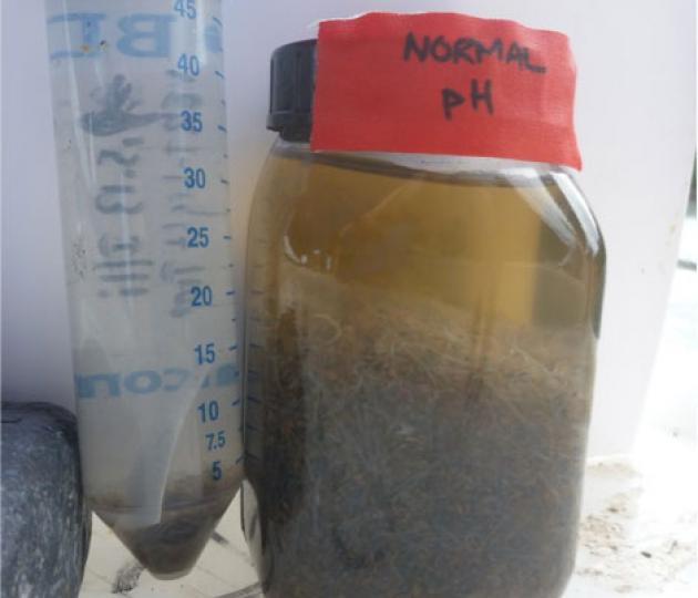 Why ocean acidification matters to zooplankton, a coral’s primary food source