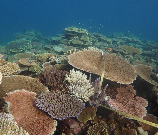 AIMS GBR bleaching monitoring update