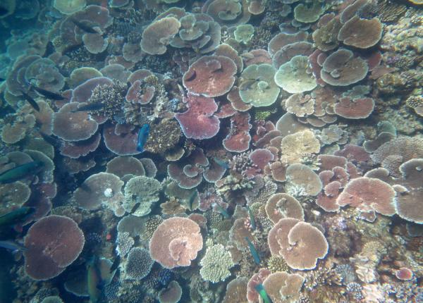 Many table corals at Ben reef, pompey sector 16_17