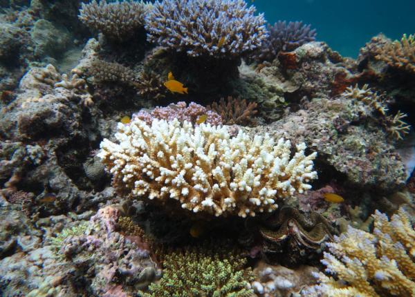bleached coral, Pompey sector 16_17