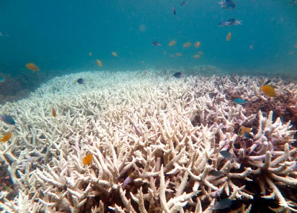 bleached branching coral, Whitsundays 16_17