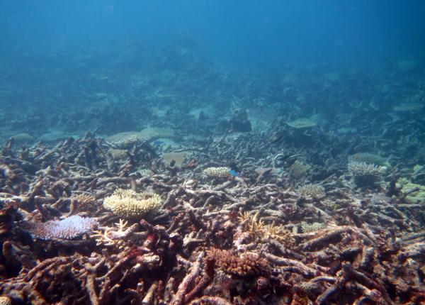 coral rubble Credlin reef Pompeys 16_17