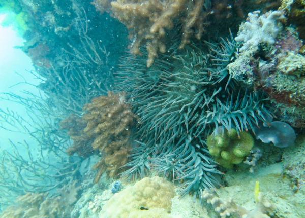 A crown-of-thorns starfish on the reef slope (~8m depth) at Langford-Bird Reef.