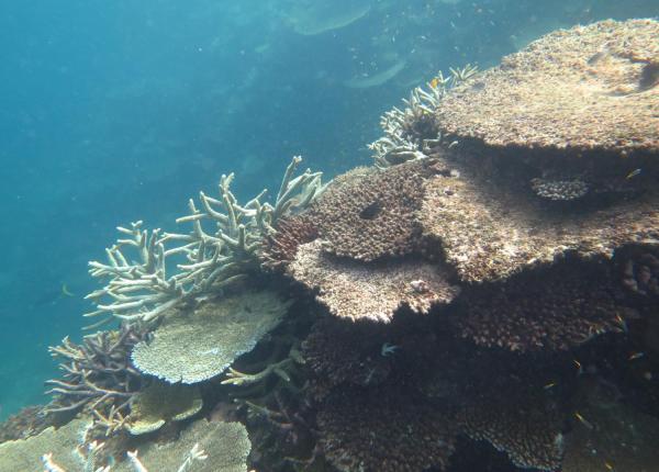 Innisfail reefscape 2018