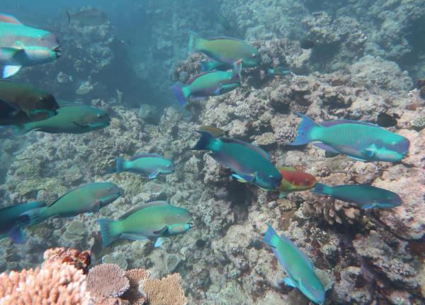 Reefscape with fish