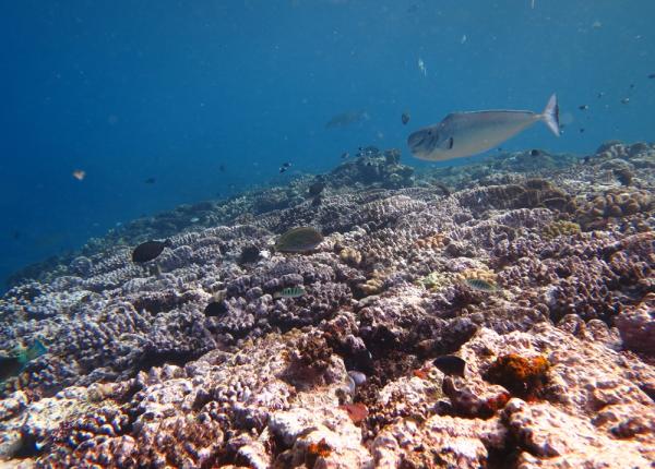 Reef crest at Carter reef following bleaching