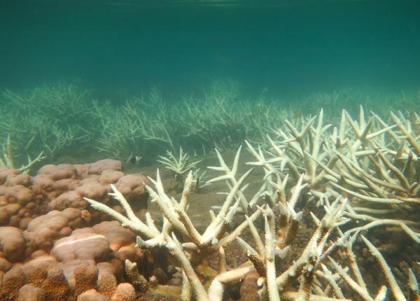 Bleached corals at Havannah Reef, TSV sector 16_17