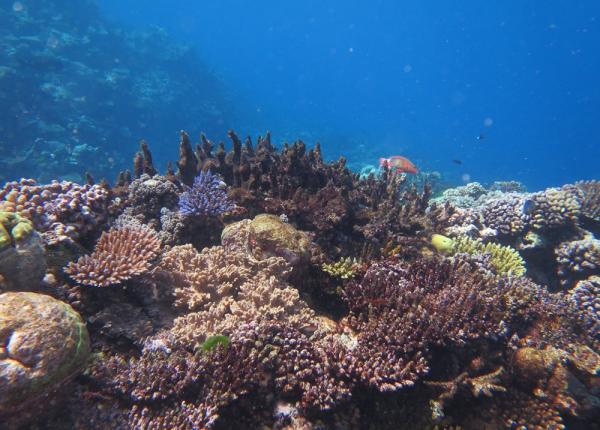 coral community Agincourt reef Cairns Sector 16_17