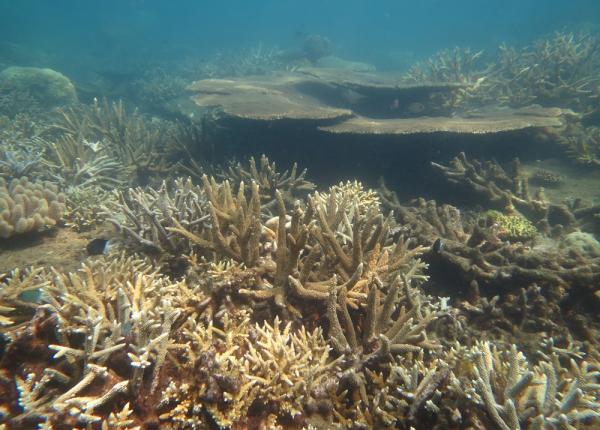 good coral cover at Low Islets Reef Cairns sector 16_17