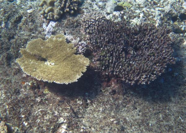 Survey image PCB 16_17, dead and alive coral