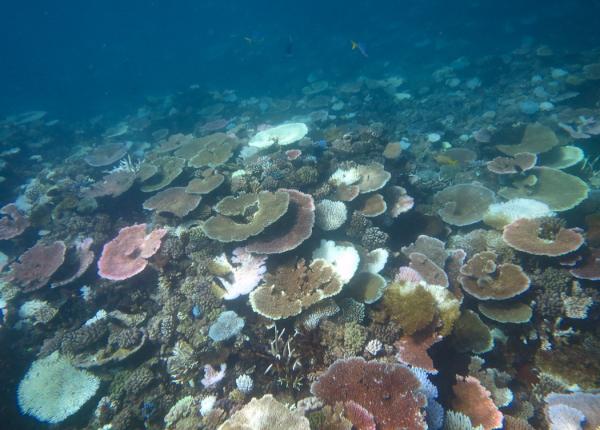 bleached coral community Innisfail sector 16_17