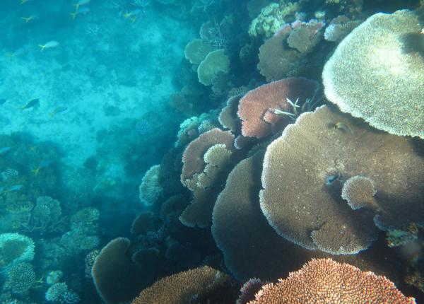 healthy reef JB Reef, TSV sector 16_17