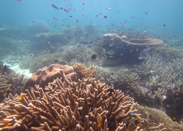 healthy coral reef at Ashmore Banks, Cape Grenville Sector 16_17