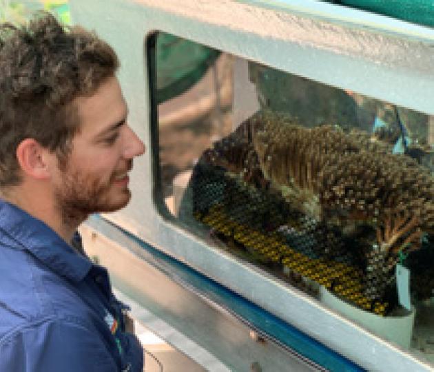 First coral spawning – an opportunity for reefs to rejuvenate