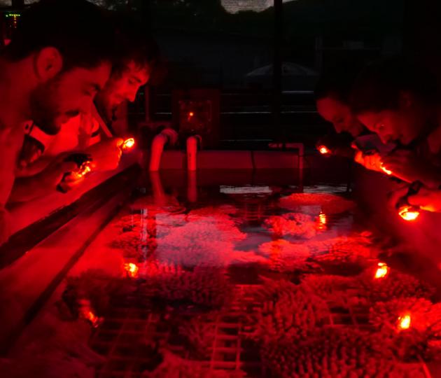 Researchers watch for coral spawning under red light in the SeaSim