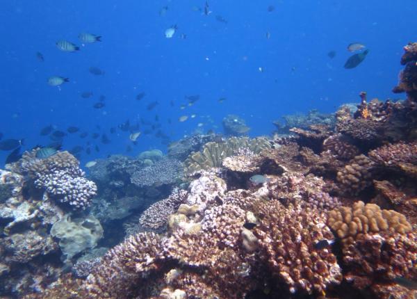 Reefscape with fish