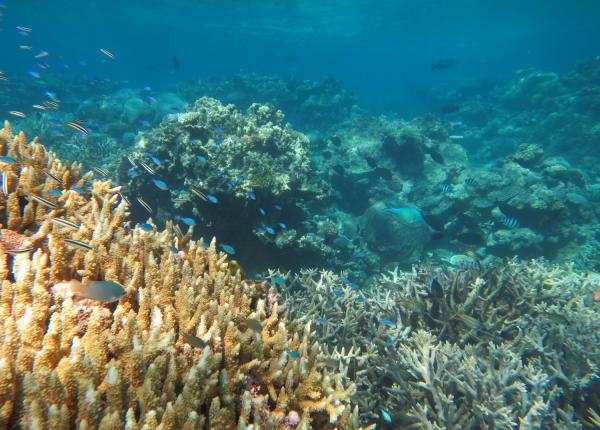 Reefscape