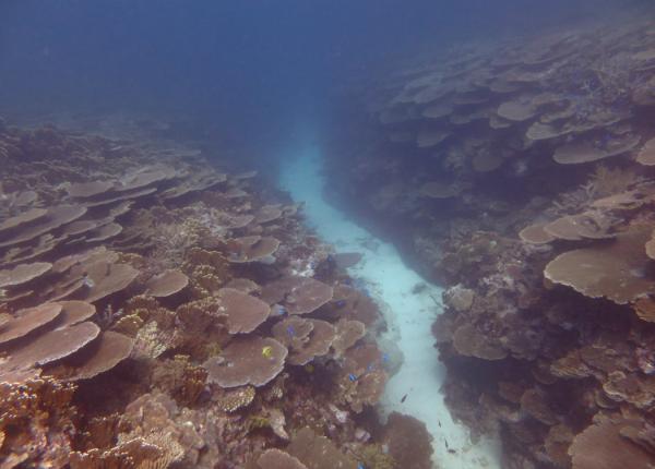 Cap bunker reef 2016_2017