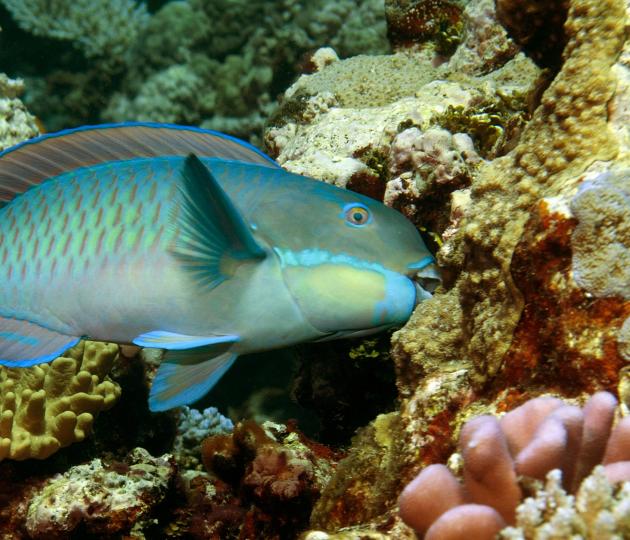 parrotfish eats of the surface of a coral reefs