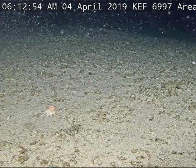 Round marine creature lit against the sandy sea floor