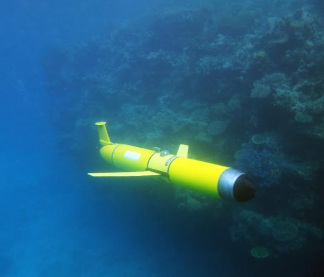 Yellow glider underwater next to coral reef