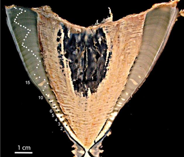 cross section of whale shark vertebrae showing growth bands