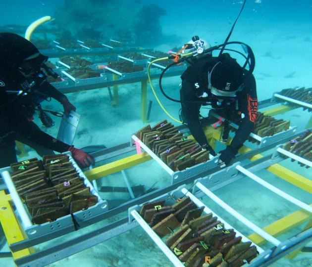 Divers attend to settlement tiles AGF at Davies Reef for