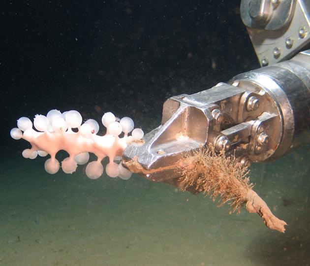 A metal claw holds a marine organism in dark waters