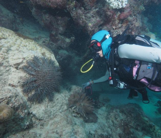 SCUBA diver observes crown-of-thorns starfish on reef wall.