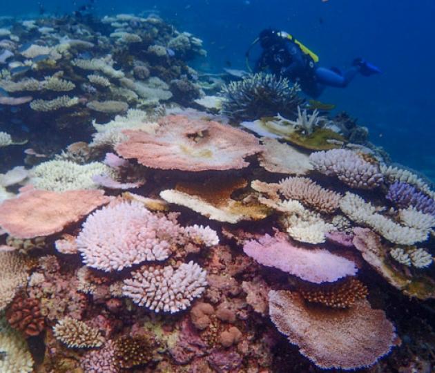 Diver observes bleached corals on a reef