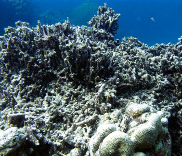 A damaged coral reef with broken and dead coral