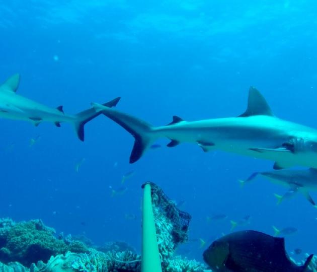 4 greey sharks swim around pole and bait bag