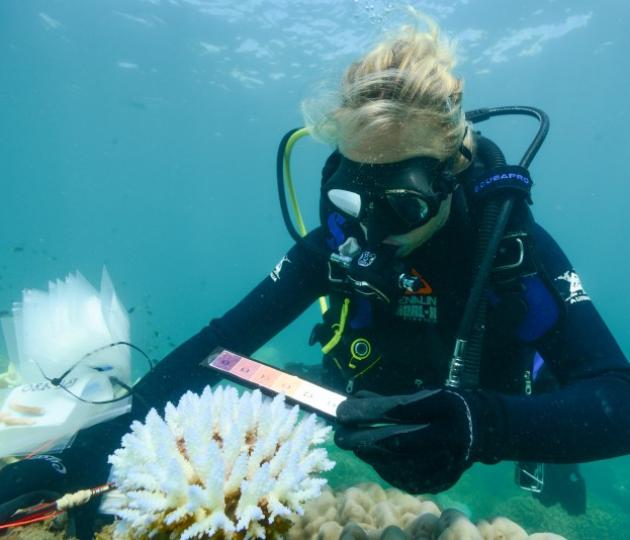 Diver measures bleached coral