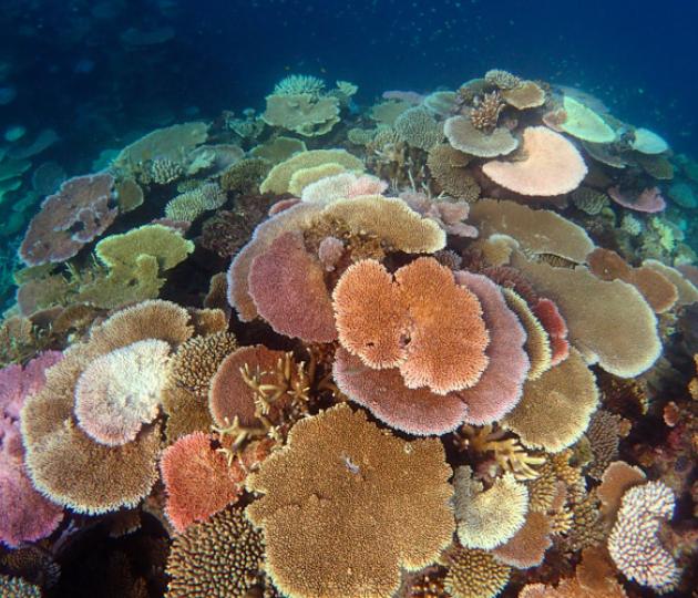 A coral reef with some bleached corals