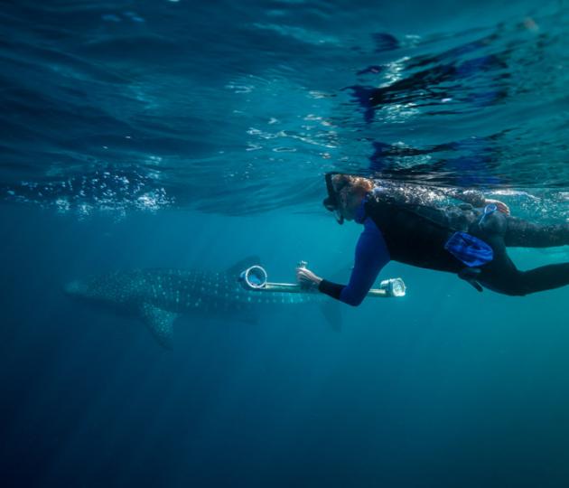 Whaleshark and researcher with stereovideo