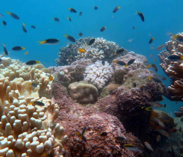 Corals at Palm Island