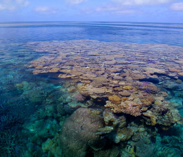 reef top in western australia
