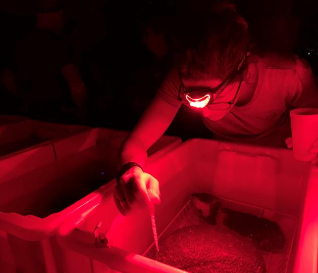 spawning in seasim under red light