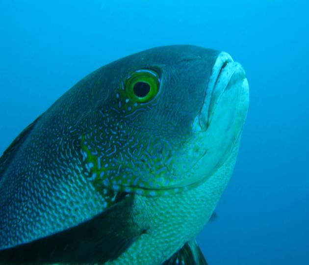 Midnight snapper M.macularis fish