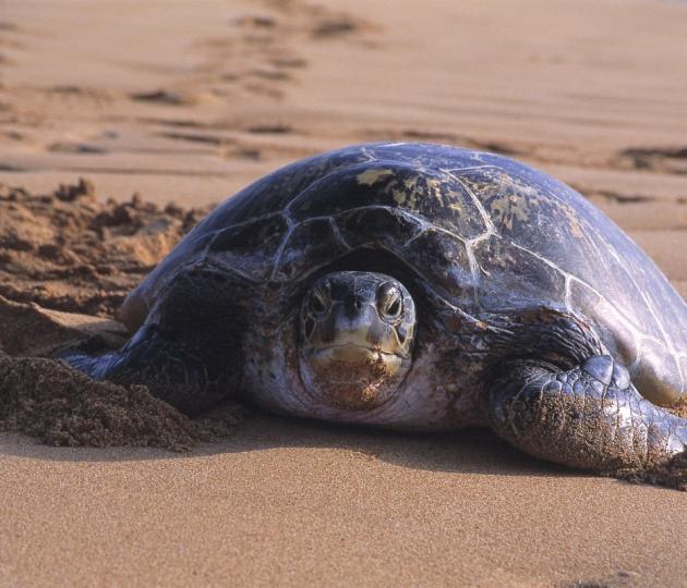 A green turtle resting on a beach