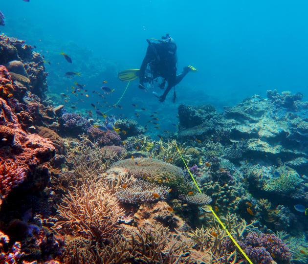 Diver on transect tape on healthy reef