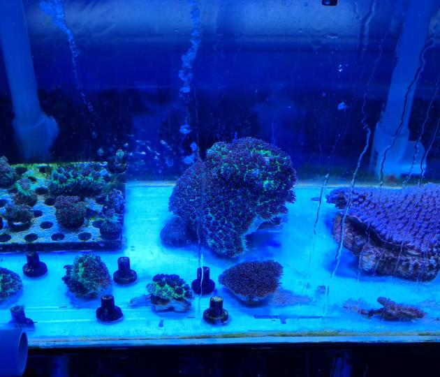 Scientist discover new bacterial relationship - Justin Maire 