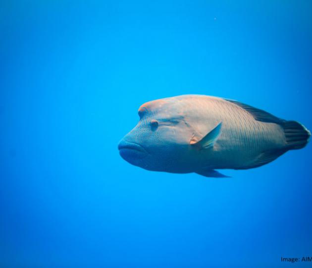 A large humphead maori wrasee against a blue underwater background