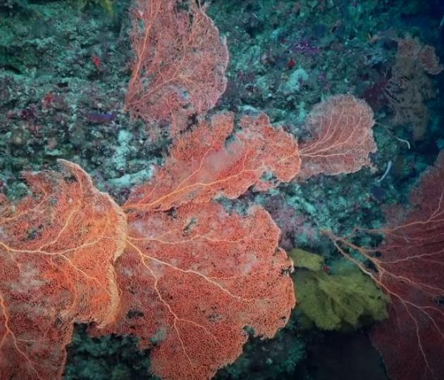 fan corals on a deep reef