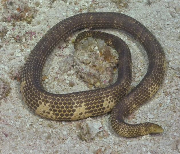 seasnake on sand underwater