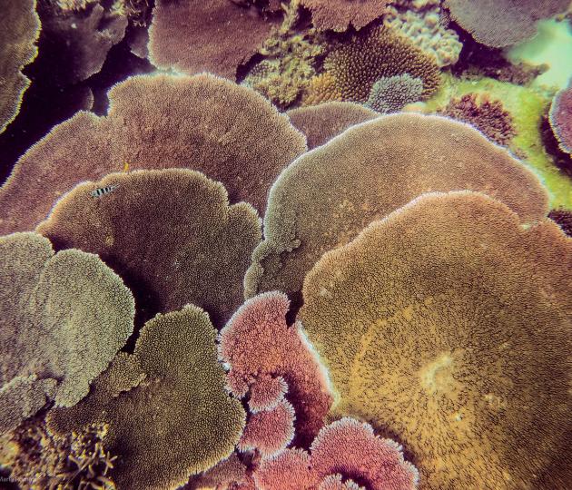 Table corals
