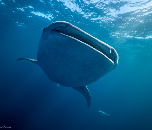 whale shark