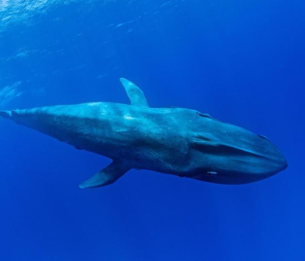 a whale underwater in clear water