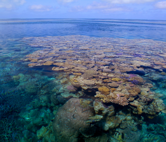 Coral reef from surface